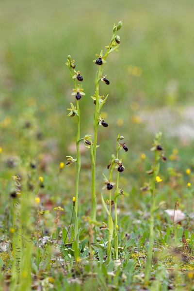 Ophrys passionis Sennen