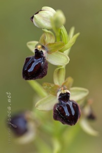 Ophrys passionis Sennen