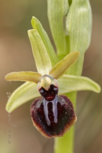 Ophrys passionis Sennen