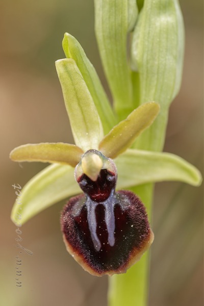Ophrys passionis Sennen