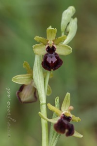 Ophrys passionis Sennen