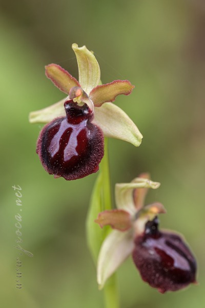 Ophrys passionis Sennen
