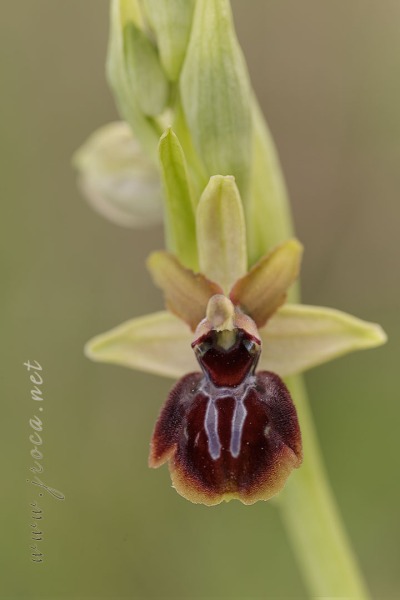 Ophrys passionis Sennen