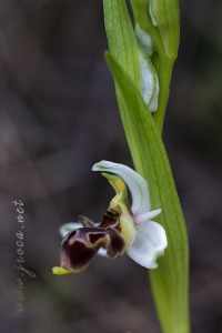 Ophrys picta Link