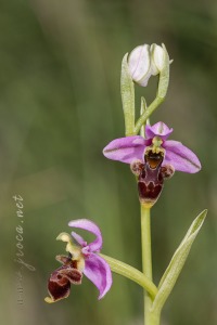 Ophrys picta Link