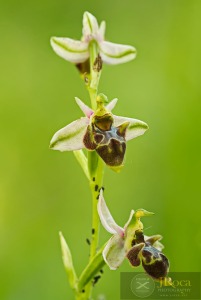 Ophrys picta Link