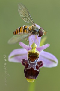 Ophrys picta Link