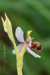Ophrys picta Link