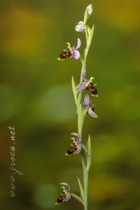 Ophrys picta Link