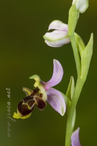 Ophrys picta Link