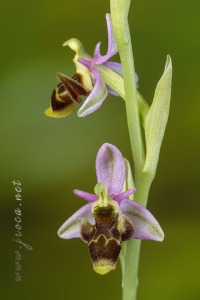 Ophrys picta Link
