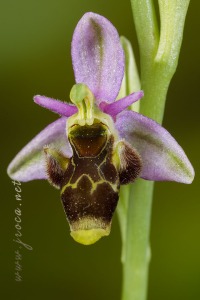 Ophrys picta Link