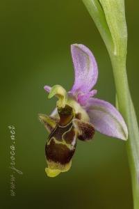 Ophrys picta Link