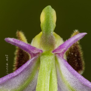 Ophrys picta Link