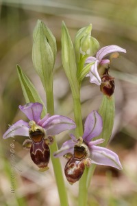 Ophrys picta Link