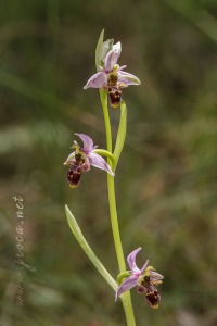 Ophrys picta Link