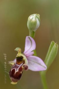 Ophrys picta Link