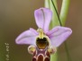 Ophrys picta