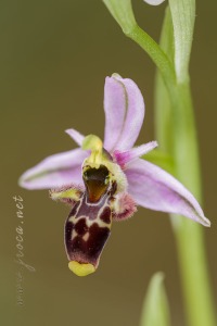 Ophrys picta Link