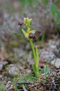 Ophrys pintoi M.R. Lowe & D. Tyteca Ophrys pintoi M.R. Lowe & D. Tyteca
