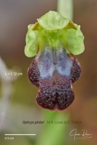 Ophrys pintoi M.R. Lowe & D. Tyteca Ophrys pintoi M.R. Lowe & D. Tyteca