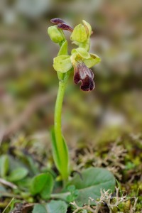 Ophrys pintoi M.R. Lowe & D. Tyteca Ophrys pintoi M.R. Lowe & D. Tyteca