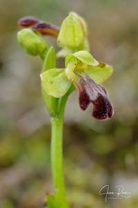 Ophrys pintoi M.R. Lowe & D. Tyteca Ophrys pintoi M.R. Lowe & D. Tyteca