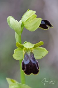 Ophrys pintoi M.R. Lowe & D. Tyteca Ophrys pintoi M.R. Lowe & D. Tyteca