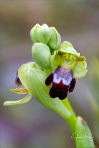 Ophrys pintoi M.R. Lowe & D. Tyteca Ophrys pintoi M.R. Lowe & D. Tyteca