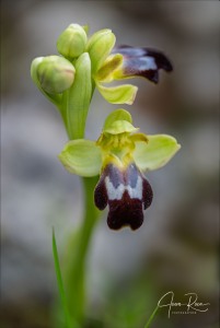 Ophrys pintoi M.R. Lowe & D. Tyteca Ophrys pintoi M.R. Lowe & D. Tyteca
