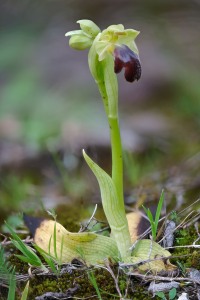Ophrys pintoi M.R. Lowe & D. Tyteca Ophrys pintoi M.R. Lowe & D. Tyteca