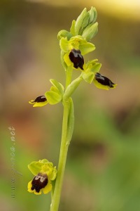 Ophrys quarteirae (Kreutz, M.R.Lowe & Wucherpf.) Devillers & Devillers-Tersch.