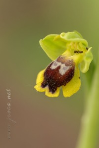 Ophrys quarteirae (Kreutz, M.R.Lowe & Wucherpf.) Devillers & Devillers-Tersch.