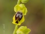 Ophrys murbeckii subsp. quarteirae