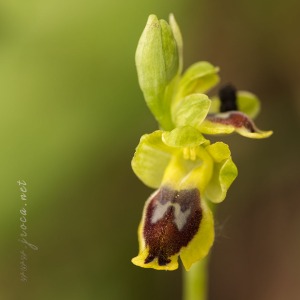 Ophrys quarteirae (Kreutz, M.R.Lowe & Wucherpf.) Devillers & Devillers-Tersch.