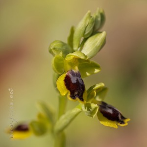 Ophrys quarteirae (Kreutz, M.R.Lowe & Wucherpf.) Devillers & Devillers-Tersch.