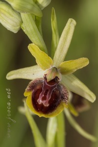 Ophrys riojana C. E. Hermosilla