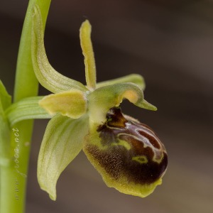 Ophrys riojana C. E. Hermosilla