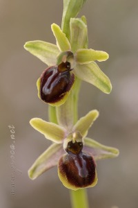 Ophrys riojana C. E. Hermosilla