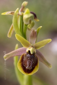 Ophrys riojana C. E. Hermosilla