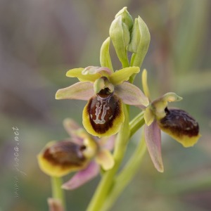 Ophrys riojana C. E. Hermosilla