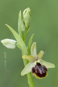 Ophrys riojana C. E. Hermosilla