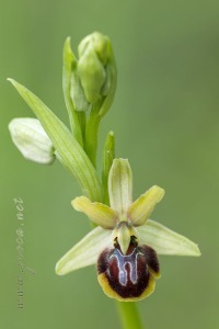 Ophrys riojana C. E. Hermosilla