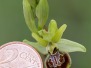 Ophrys riojana
