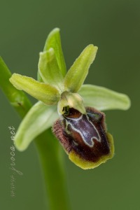 Ophrys riojana C. E. Hermosilla