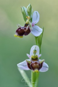 Ophrys santonica (J.M.Mathé & Melki, 1994)