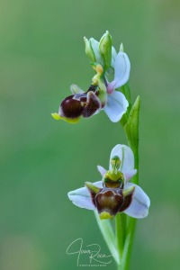 Ophrys santonica (J.M.Mathé & Melki, 1994)