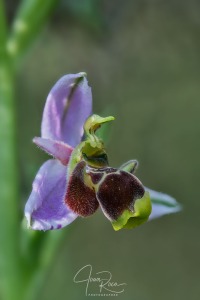 Ophrys santonica (J.M.Mathé & Melki, 1994)