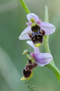 Ophrys santonica (J.M.Mathé & Melki, 1994)