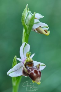 Ophrys santonica (J.M.Mathé & Melki, 1994)